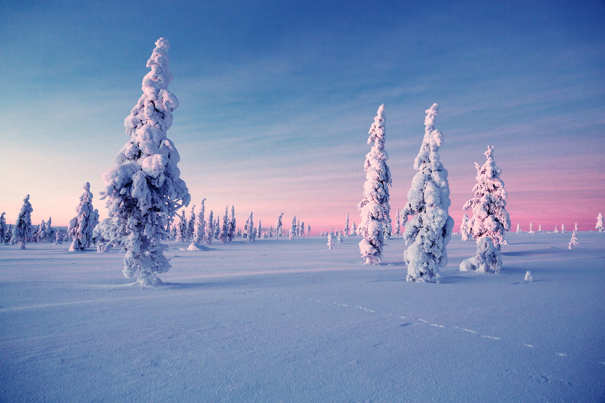 Arbres gelés Laponie