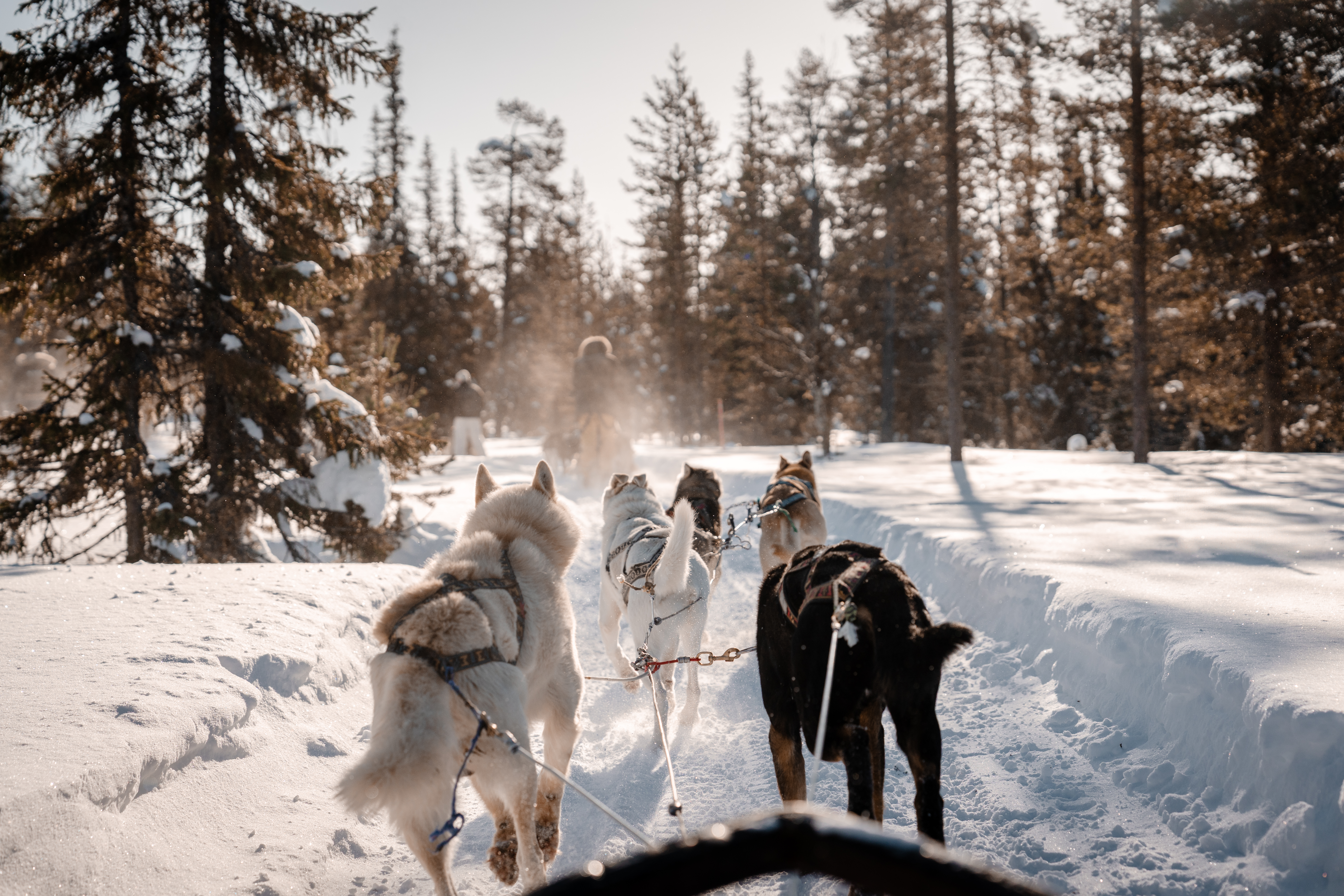 Huskies
