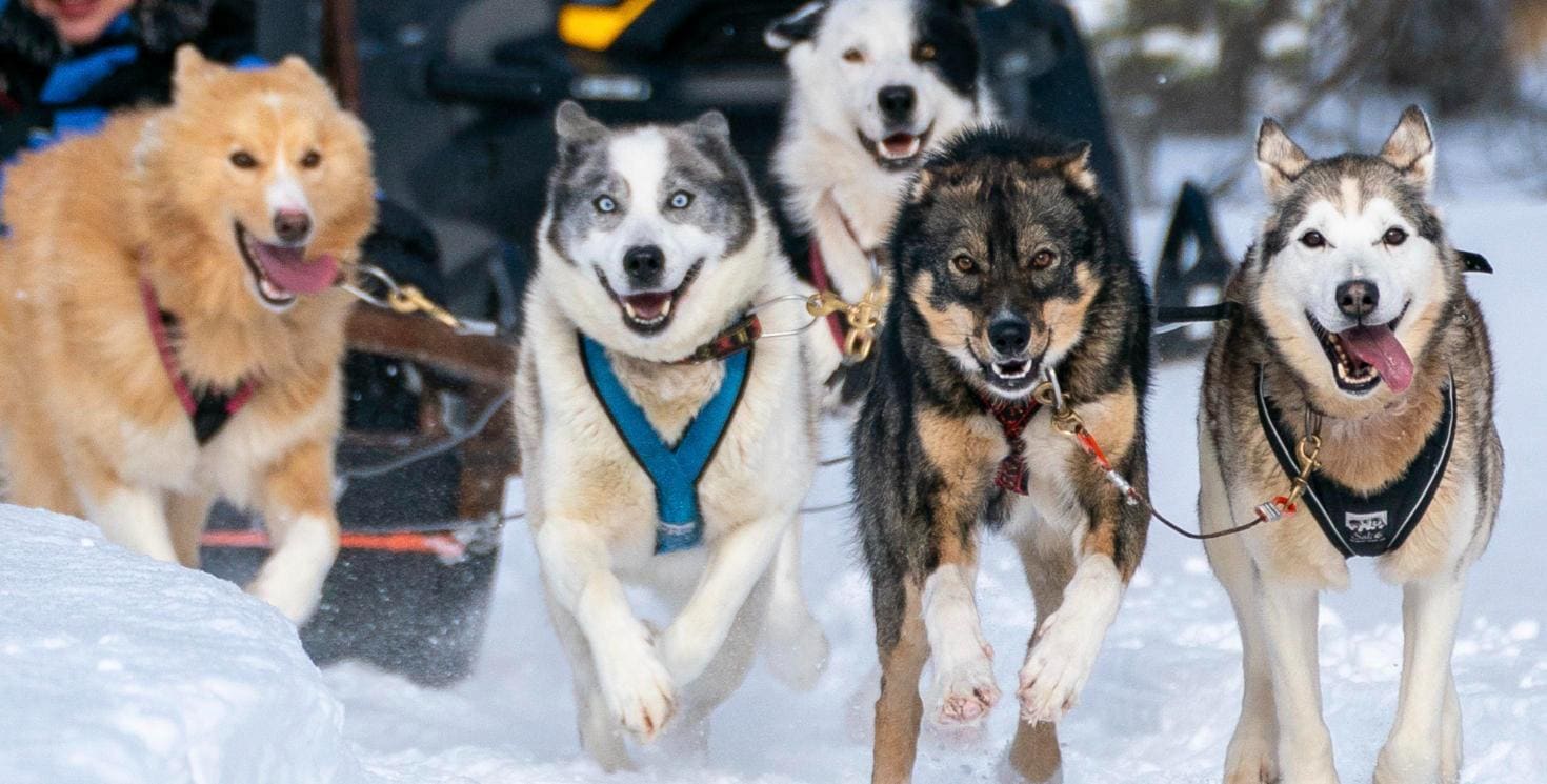Safari en chiens de traîneau